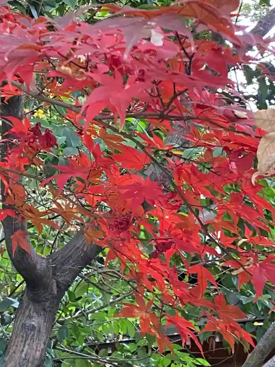 阿佐ヶ谷神明宮(東京都)