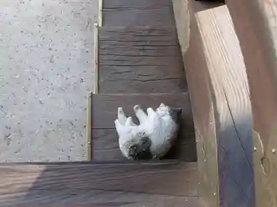 聖護院門跡の狛犬