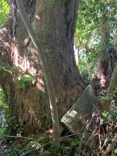 子安神社の自然