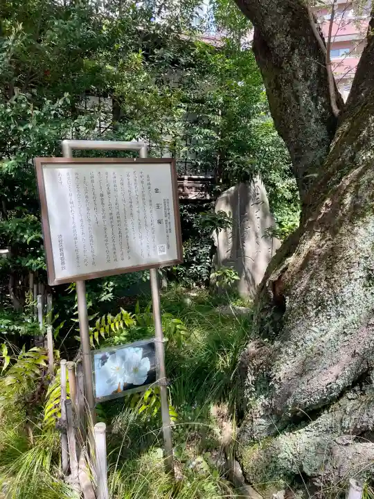 金王八幡宮の{uncategorized: "未分類", other: "その他", undefined: "問題あり", building: "その他建物", grave: "お墓", sacred_gate: "鳥居", guardian: "狛犬", statue: "像", buddha: "仏像", history: "歴史", nature: "自然", garden: "庭園", animal: "動物", pagoda: "塔", temizu: "手水舎", mountain_gate: "山門・神門", sanctuary: "本殿・本堂", subordinate: "末社・摂社", art: "芸術", scenery: "景色", jizo: "地蔵", ema: "絵馬", goshuin: "御朱印", omikuji: "おみくじ", items: "授与品その他", amulet: "お守り", goshuincho: "御朱印帳", eats: "食事", festival: "お祭り", votive_dance: "神楽", shichigosan: "七五三参", wedding: "結婚式", experience: "体験その他", initially: "初詣", around: "周辺", anti_infection: "感染症対策"}