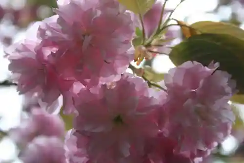 春日神社の自然