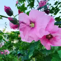 豊景神社の自然