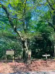 日枝神社の自然