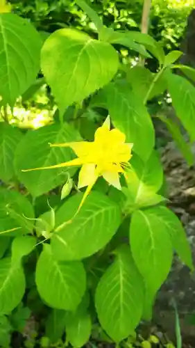 青龍山 吉祥寺の自然