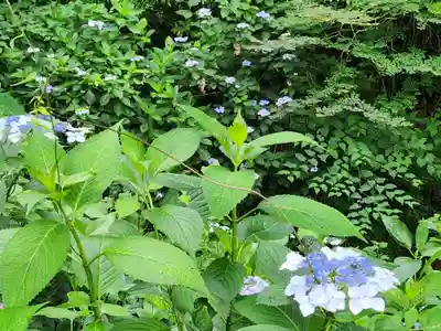 小新屋観音の自然