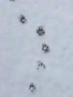 江島神社の自然