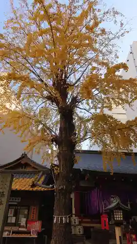 日本橋日枝神社の自然