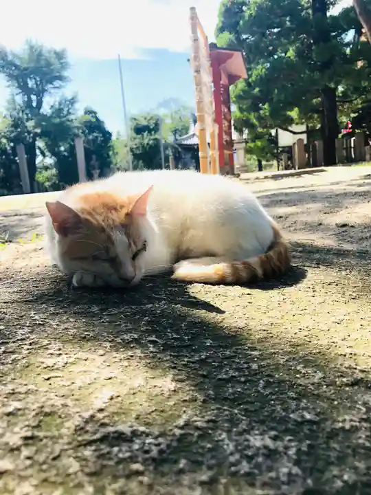 大江神社の動物
