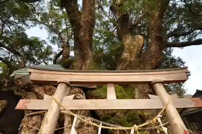 須賀神社(高知県)