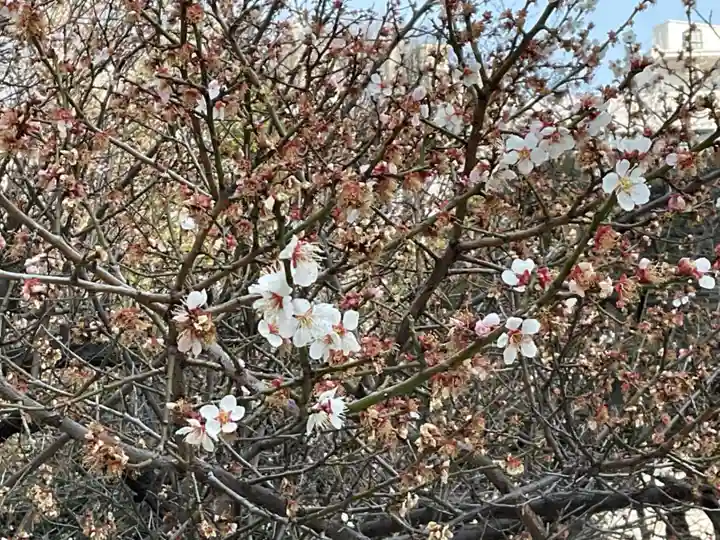 花園神社の自然