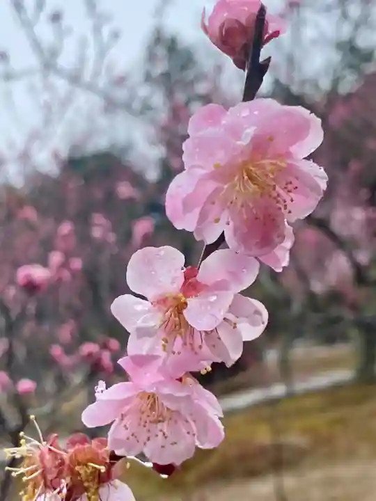 隨心院(随心院)の自然