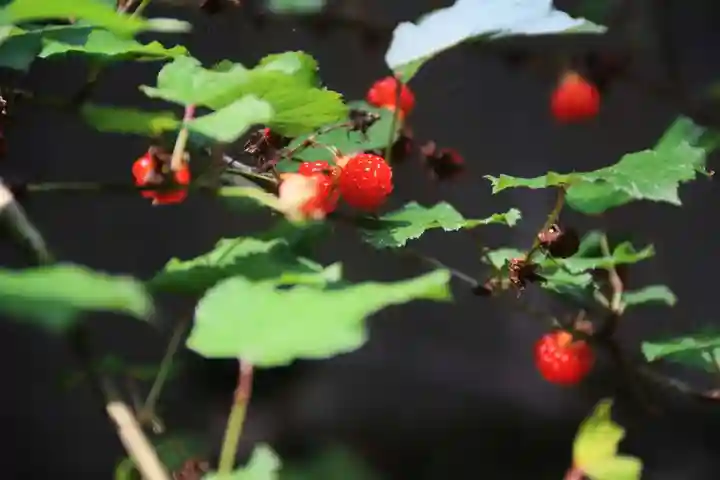 大六天麻王神社の自然