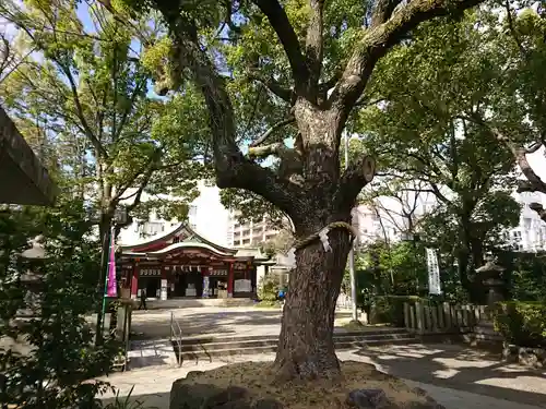 豊崎神社の自然