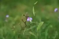 三春大神宮の自然