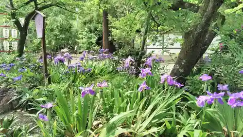 平野神社の自然