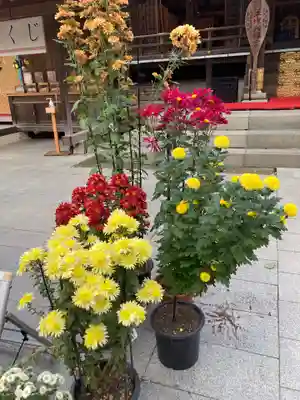 平塚八幡宮(神奈川県)