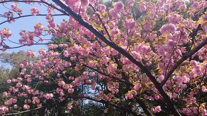 東京大神宮の自然