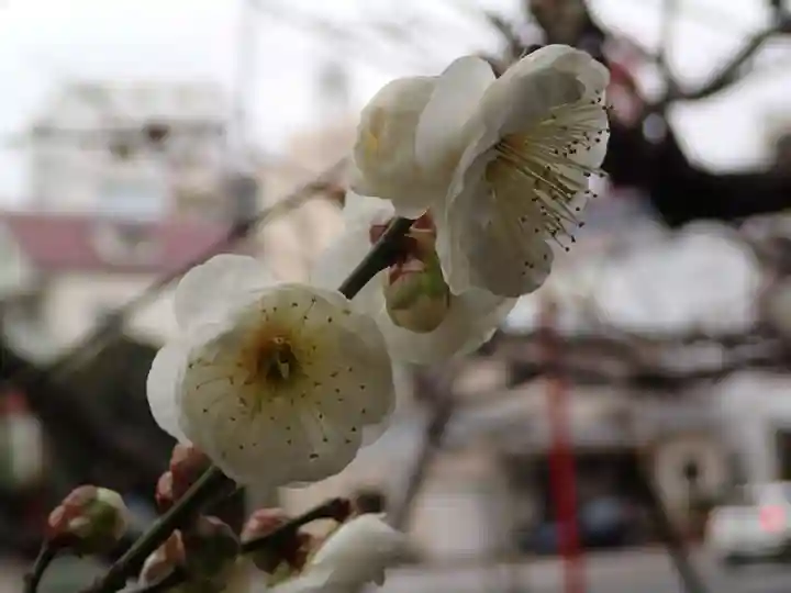 静岡天満宮の自然