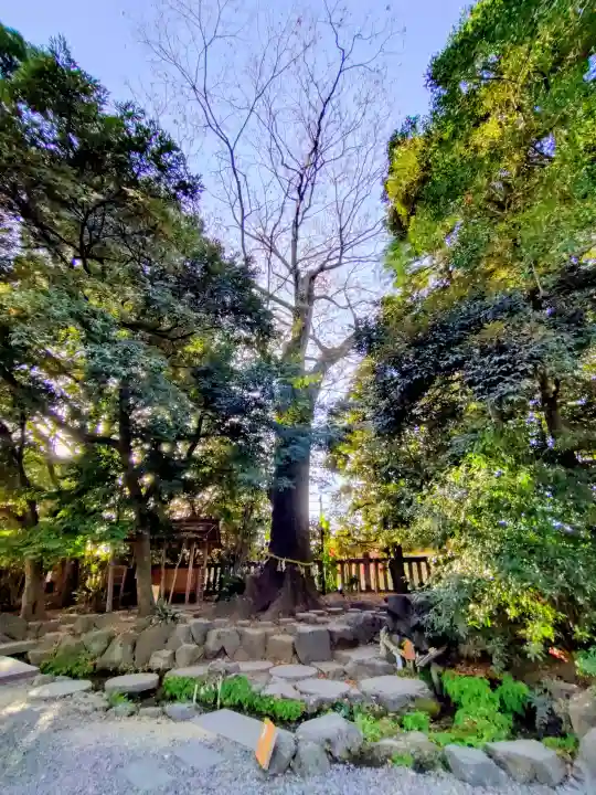 川越氷川神社(埼玉県)