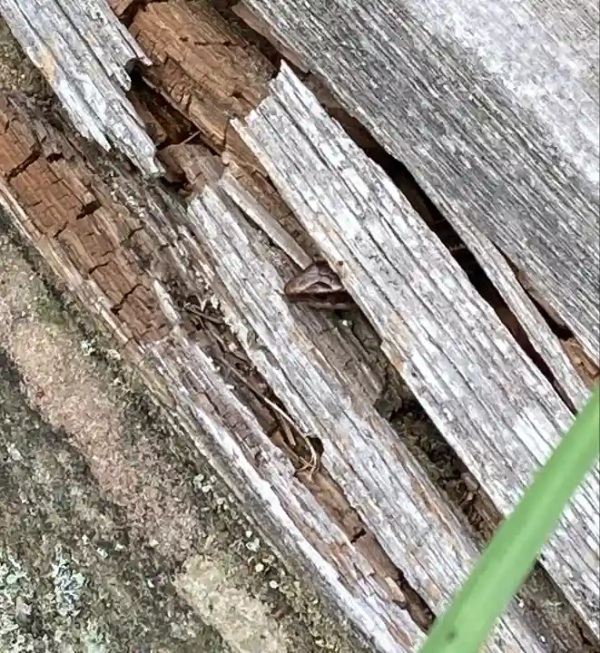 武蔵御嶽神社の動物