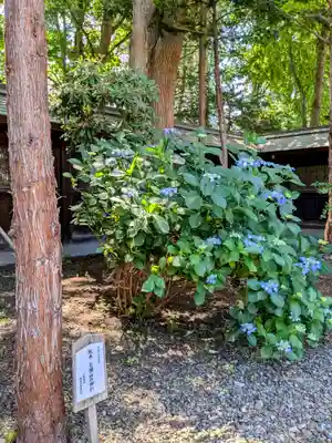 琴似神社(北海道)