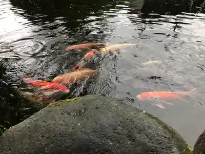 熊野神社の動物
