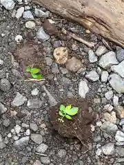 戸隠神社奥社の自然