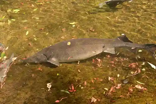 高千穂神社(宮崎県)