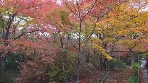 宝筐院の庭園