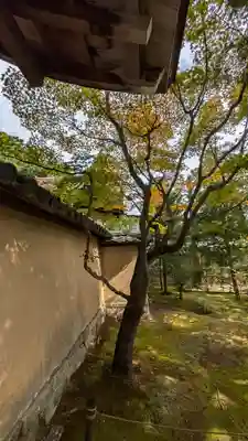 大仙院(京都府)