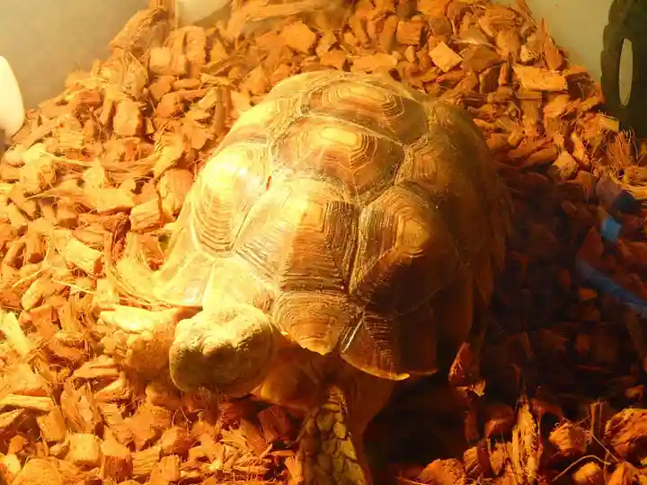 越谷香取神社の動物