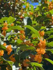 鹿島大神宮の御朱印