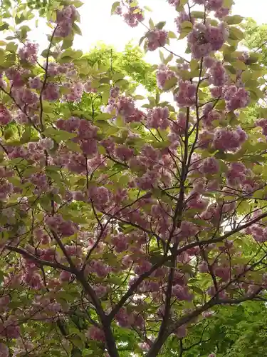 乃木神社の自然