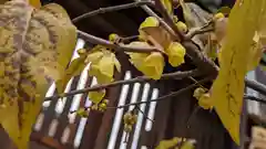 六孫王神社(京都府)