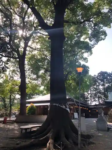 星川杉山神社の自然