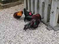 石上神宮の{uncategorized: "未分類", other: "その他", undefined: "問題あり", building: "その他建物", grave: "お墓", sacred_gate: "鳥居", guardian: "狛犬", statue: "像", buddha: "仏像", history: "歴史", nature: "自然", garden: "庭園", animal: "動物", pagoda: "塔", temizu: "手水舎", mountain_gate: "山門・神門", sanctuary: "本殿・本堂", subordinate: "末社・摂社", art: "芸術", scenery: "景色", jizo: "地蔵", ema: "絵馬", goshuin: "御朱印", omikuji: "おみくじ", items: "授与品その他", amulet: "お守り", goshuincho: "御朱印帳", eats: "食事", festival: "お祭り", votive_dance: "神楽", shichigosan: "七五三参", wedding: "結婚式", experience: "体験その他", initially: "初詣", around: "周辺", anti_infection: "感染症対策"}