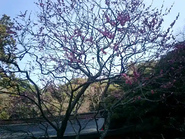 荏柄天神社の自然