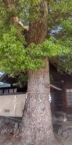 神明社・八幡社合殿（中杉町）(愛知県)