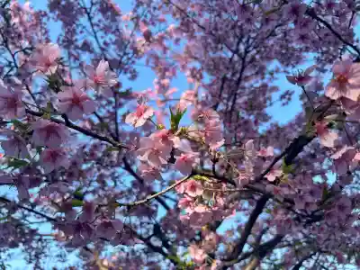 菅原神社の{uncategorized: "未分類", other: "その他", undefined: "問題あり", building: "その他建物", grave: "お墓", sacred_gate: "鳥居", guardian: "狛犬", statue: "像", buddha: "仏像", history: "歴史", nature: "自然", garden: "庭園", animal: "動物", pagoda: "塔", temizu: "手水舎", mountain_gate: "山門・神門", sanctuary: "本殿・本堂", subordinate: "末社・摂社", art: "芸術", scenery: "景色", jizo: "地蔵", ema: "絵馬", goshuin: "御朱印", omikuji: "おみくじ", items: "授与品その他", amulet: "お守り", goshuincho: "御朱印帳", eats: "食事", festival: "お祭り", votive_dance: "神楽", shichigosan: "七五三参", wedding: "結婚式", experience: "体験その他", initially: "初詣", around: "周辺", anti_infection: "感染症対策"}