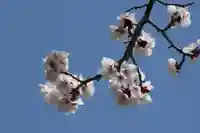 国宝 大法寺の自然