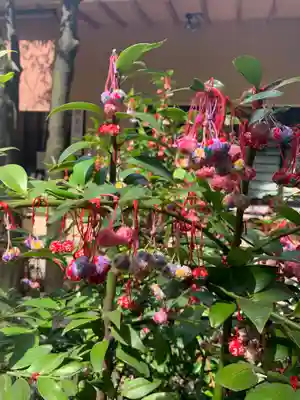 赤坂氷川神社(東京都)