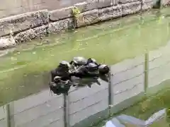 磐井神社の動物