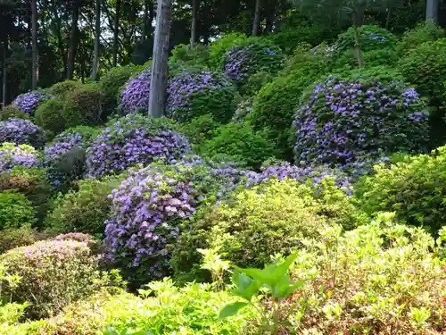 塩船観音寺の自然
