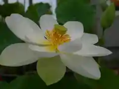 極楽山　浄土寺の自然