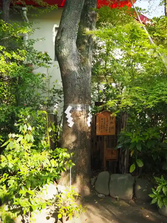 梅田神明宮の自然