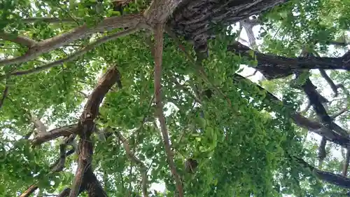 水神社の自然