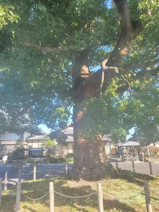 大聖院(倶利伽羅寺)の自然