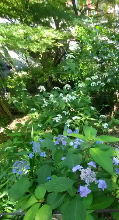 高幡不動尊 金剛寺(東京都)