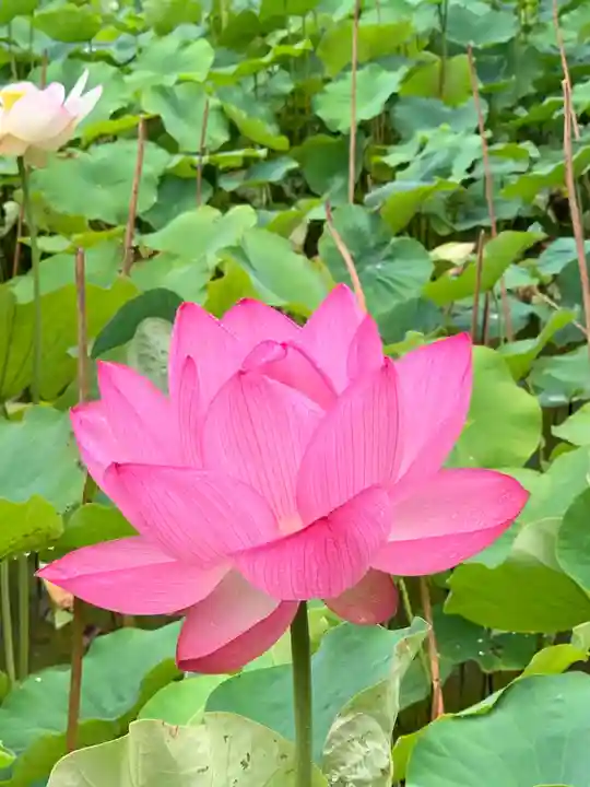 伊賀八幡宮の自然