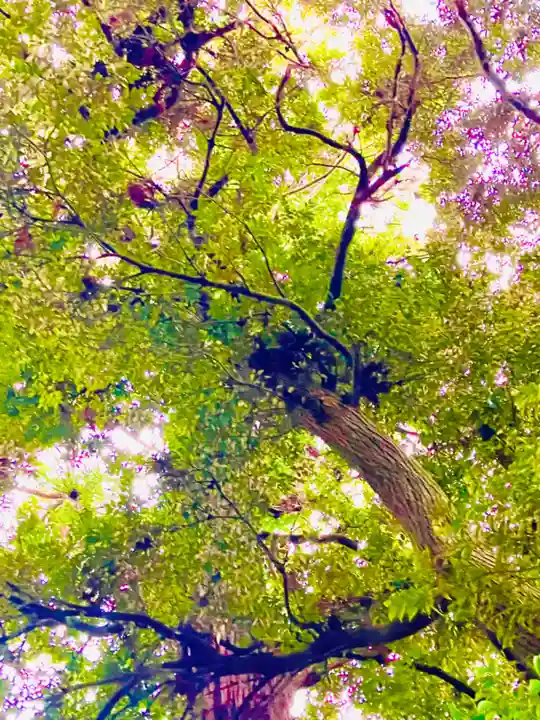 成田熊野神社の自然